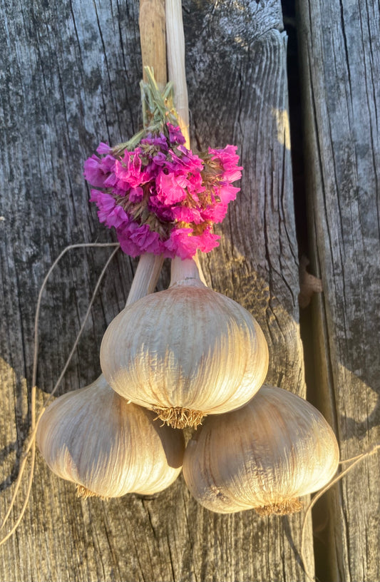 1 - Garlic Bundle of 3 bulbs w Flowers