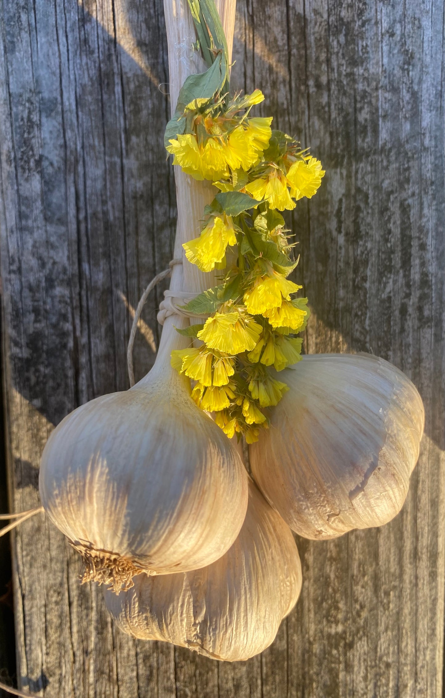 2 - Garlic Bundle of 3 bulbs w Flowers (Total of 6 bulbs)