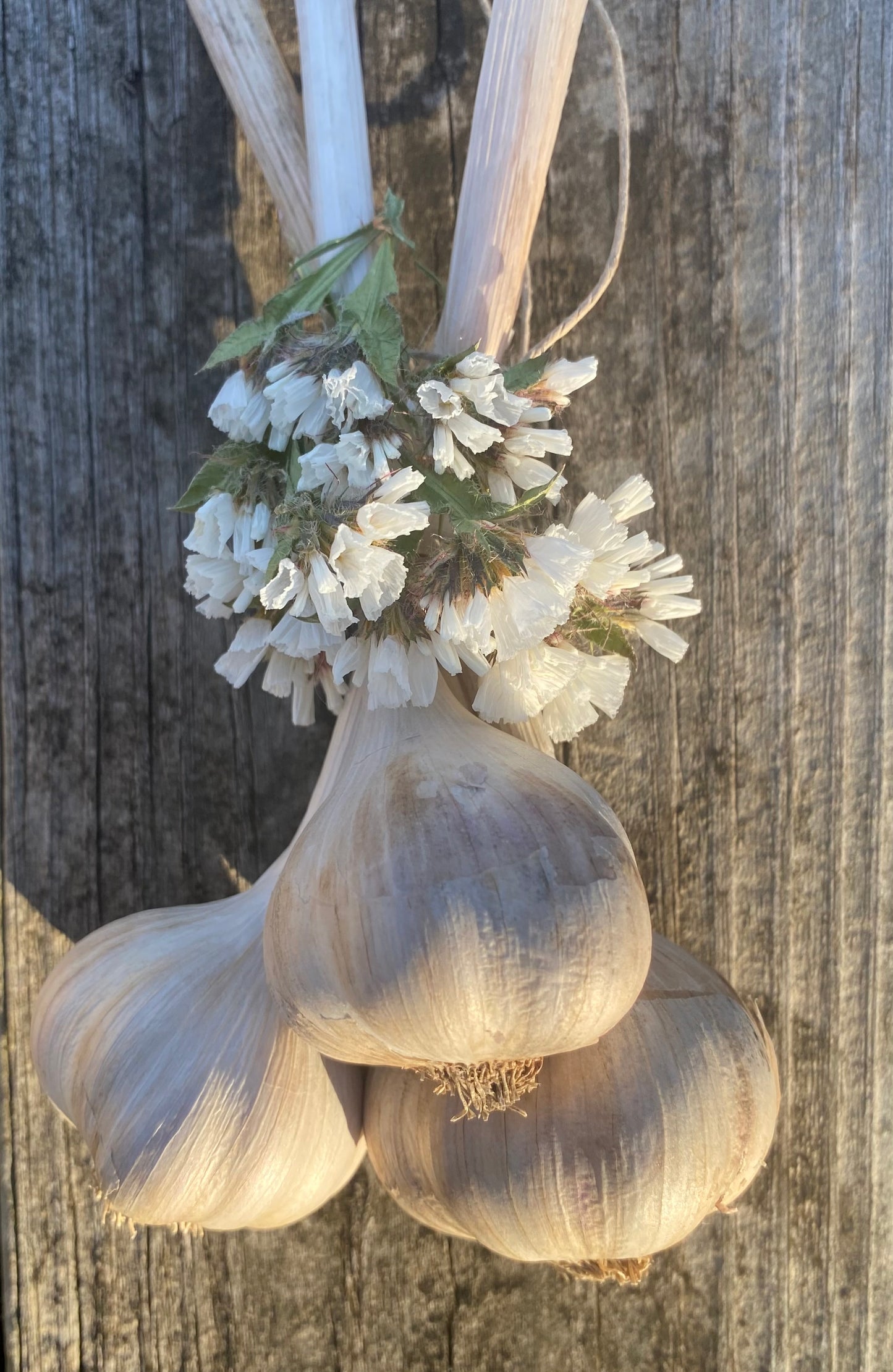 2 - Garlic Bundle of 3 bulbs w Flowers (Total of 6 bulbs)